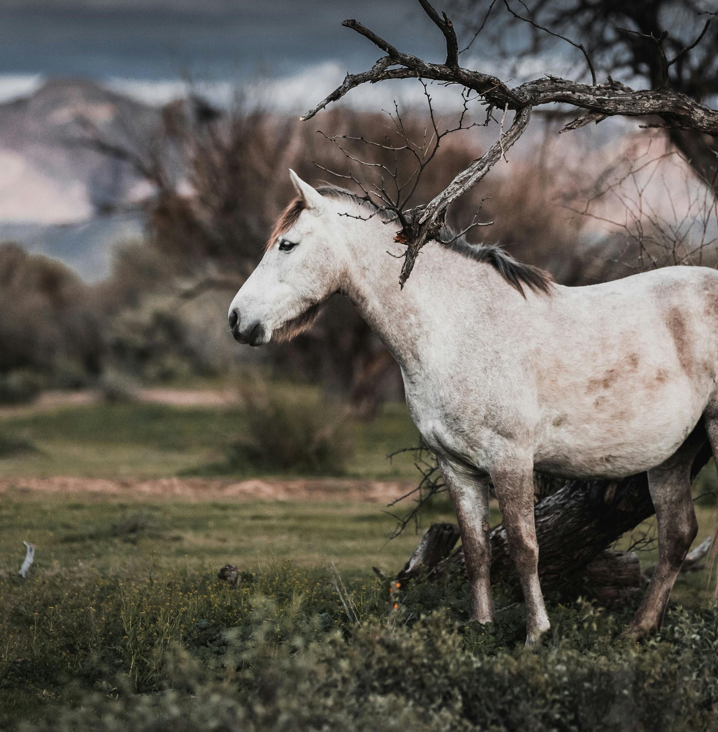 Meet Your Spirit Guide